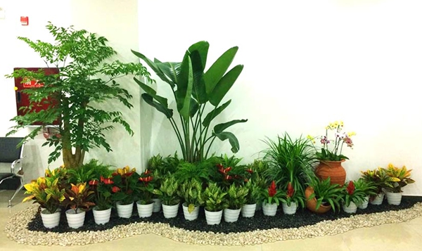 江蘇潤騰農(nóng)業(yè)科技 專注于花卉綠植租借與園林綠化一站式服務(wù)