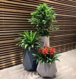 北京公司大樓綠植花卉創(chuàng)新服務(wù) 租擺、養(yǎng)護與配送一體化生態(tài)方案