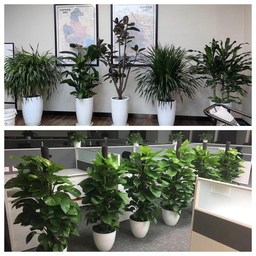 天津花卉銷售綠植租擺 天津綠植出租公司 室內(nèi)外花卉租賃歡迎來電咨詢